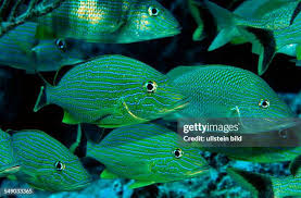 Image result for Haemulon flavolineatum