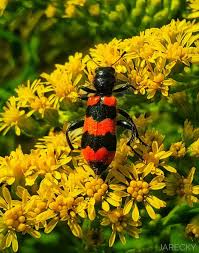 Attēlu rezultāti vaicājumam “Trichodes apiarius”