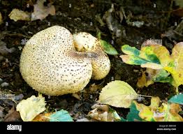 Attēlu rezultāti vaicājumam “Scleroderma citrinum”