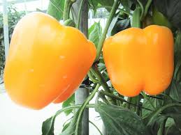 Afbeeldingsresultaat voor baby yellow sweet pepper