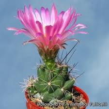 Attēlu rezultāti vaicājumam “Lophozia laxa macro”