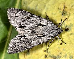 Attēlu rezultāti vaicājumam “Acronicta cuspis”