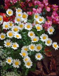 Image result for Chrysanthemum leucanthemum