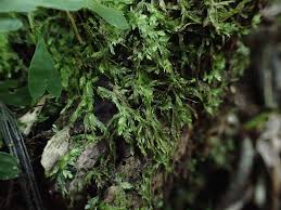 Attēlu rezultāti vaicājumam “Gymnostomum calcareum macro”