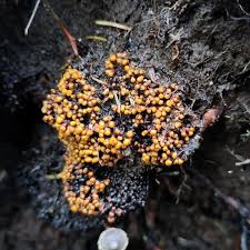 Attēlu rezultāti vaicājumam “Trichia varia spores”