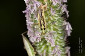 Attēlu rezultāti vaicājumam “Stenotus binotatus female”