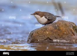 Attēlu rezultāti vaicājumam “Cinclus cinclus”