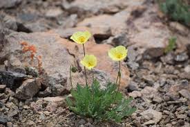 Image result for Papaver nudicaule