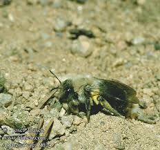 Attēlu rezultāti vaicājumam “Andrena vaga”