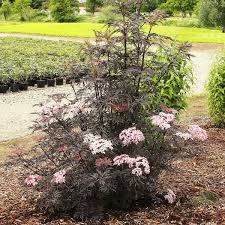 Attēlu rezultāti vaicājumam “Sambucus”