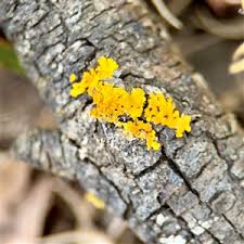 Attēlu rezultāti vaicājumam “Candelariella sp.”