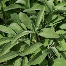 Image result for Salvia officinalis