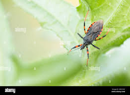 Attēlu rezultāti vaicājumam “Rhynocoris annulatus imago”