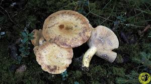 Attēlu rezultāti vaicājumam “Lactarius repraesentaneus”