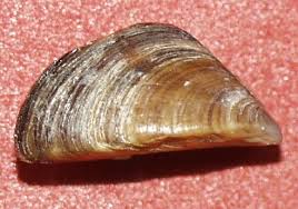 Attēlu rezultāti vaicājumam “Dreissena polymorpha”