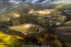 Image result for Alosa pseudoharengus