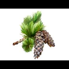 Attēlu rezultāti vaicājumam “Pinus strobus fruit”
