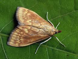 Attēlu rezultāti vaicājumam “Ostrinia nubilalis”