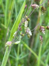 Attēlu rezultāti vaicājumam “Briza media bud”