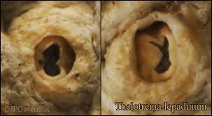 Attēlu rezultāti vaicājumam “Thelotrema lepadinum”