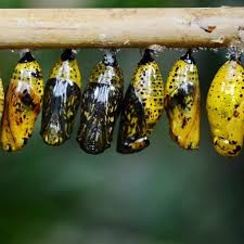 Attēlu rezultāti vaicājumam “cocoon”