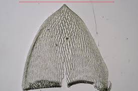 Attēlu rezultāti vaicājumam “Sphagnum fallax”