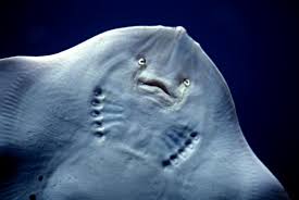 Image result for Amblyraja radiata