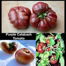 Afbeeldingsresultaat voor purple calabash tomato