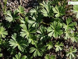 Attēlu rezultāti vaicājumam “Aconitum napellus leaf”