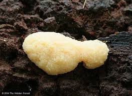 Attēlu rezultāti vaicājumam “Tubiferaceae”