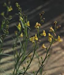 Attēlu rezultāti vaicājumam “Linaria loeselii flower”