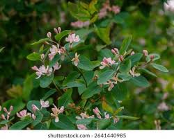 Attēlu rezultāti vaicājumam “Lonicera tatarica”