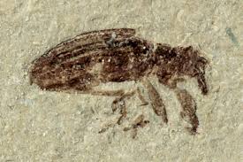 Attēlu rezultāti vaicājumam “Curculionidae”