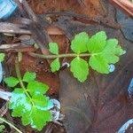 Attēlu rezultāti vaicājumam “Berula erecta leaf”