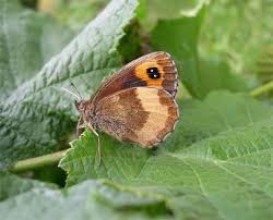 Attēlu rezultāti vaicājumam “Erebia aethiops”