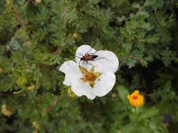Attēlu rezultāti vaicājumam “Ampedus sanguinolentus”