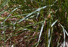 Attēlu rezultāti vaicājumam “Helictotrichon pratense leaf”