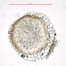 Attēlu rezultāti vaicājumam “Sphagnum contortum”