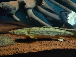 Attēlu rezultāti vaicājumam “Laccognathus panderi”