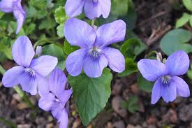 Attēlu rezultāti vaicājumam “Viola canina flower”