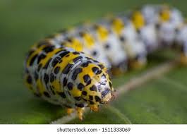 Attēlu rezultāti vaicājumam “Cucullia verbasci larva”