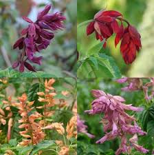Image result for Salvia splendens