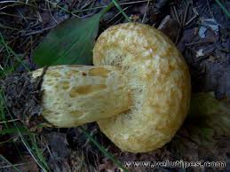 Attēlu rezultāti vaicājumam “Lactarius repraesentaneus”