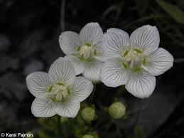 Attēlu rezultāti vaicājumam “Parnassia palustris”