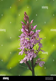 Attēlu rezultāti vaicājumam “Dactylorhiza fuchsii bud”