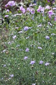 Image result for Scabiosa columbaria
