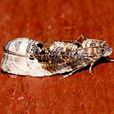 Attēlu rezultāti vaicājumam “Hedya nubiferana”