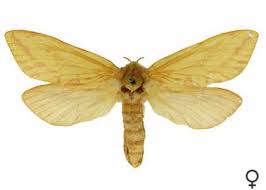 Attēlu rezultāti vaicājumam “Hepialus humuli”