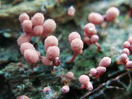 Attēlu rezultāti vaicājumam “Arcyria denudata stalked”