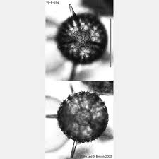 Attēlu rezultāti vaicājumam “Diderma radiatum macro”